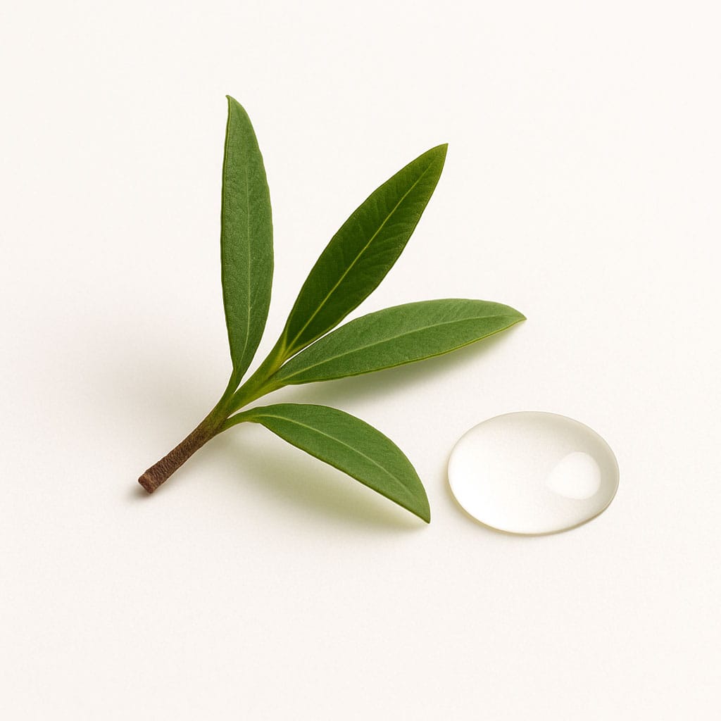 Close-up of Tea Tree Leaf Oil on white background, Purecontour.